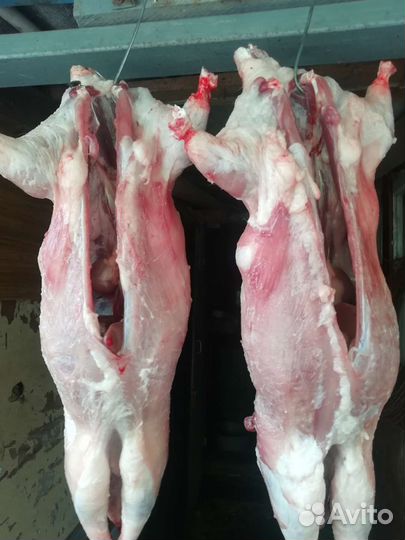 Мясо нутрии