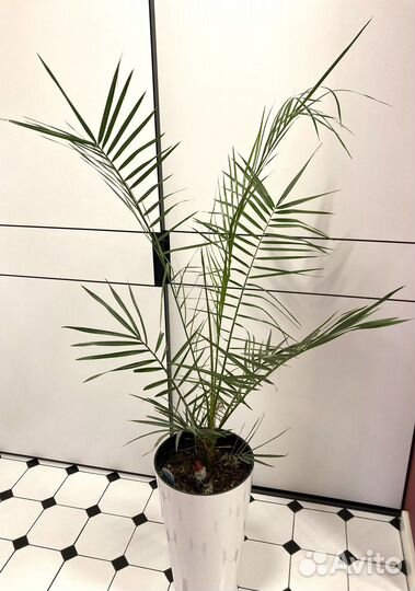 Пальмы : Хамеропс, Финик Канарский. Фикус Лирата