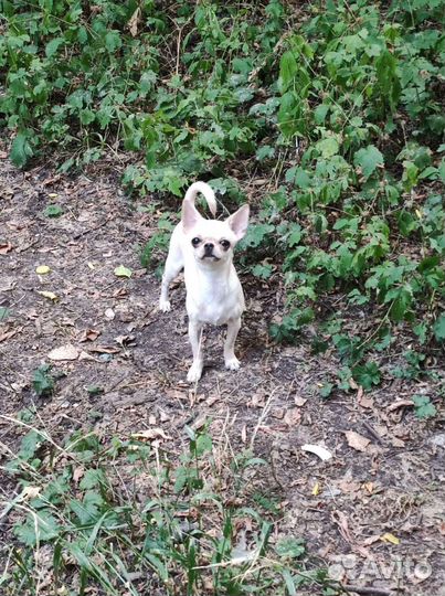 Девочка чихуахуа