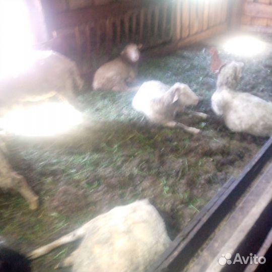 Овцы на Курбан-байрам