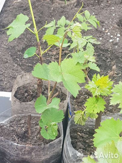 Саженцы винограда