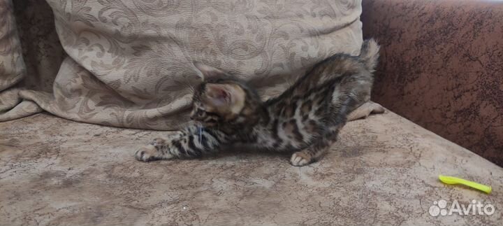 Котенок бенгальский