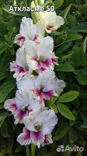 Гладиолусы луковицы