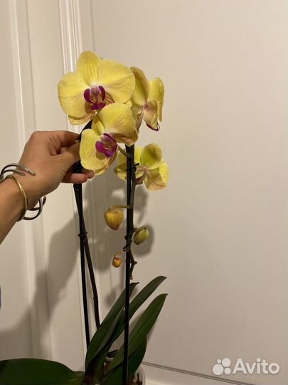 Орхидея фаленопсис