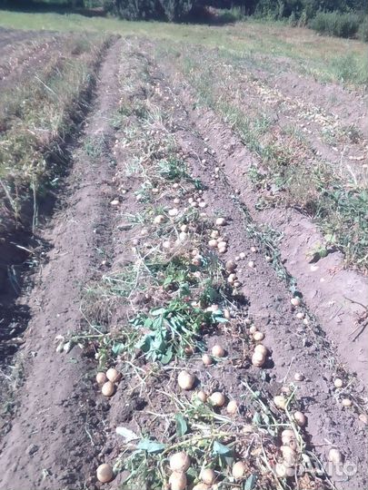 Картофель свежий