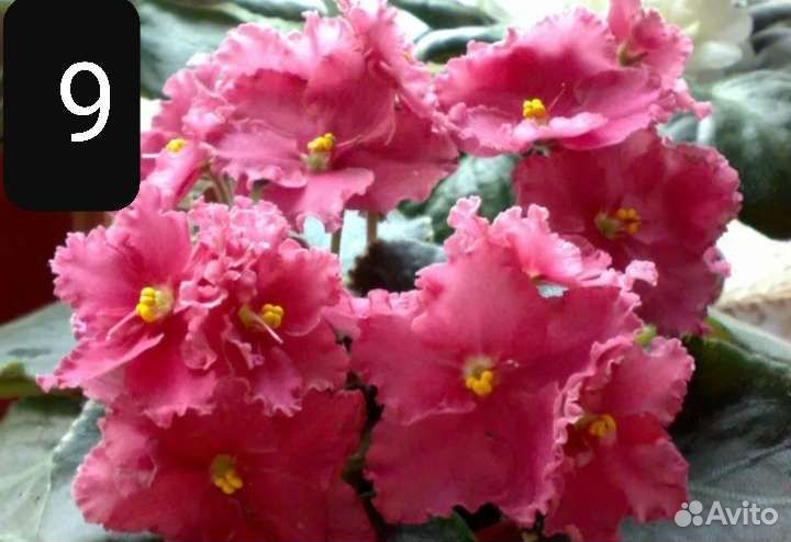 Фиалки цветущие