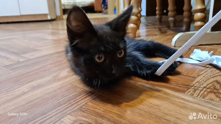 Отдам в добрые руки