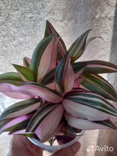 Традесканции сортовые, коллизия