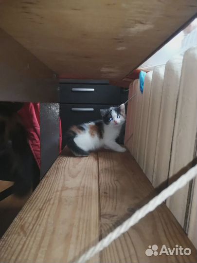 Котенок Беспалатно