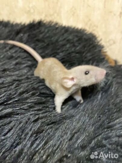 Крысы крысята