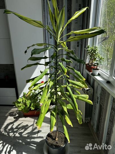 Комнатные цветы