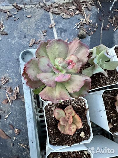 Большой лот корейских эхеверий