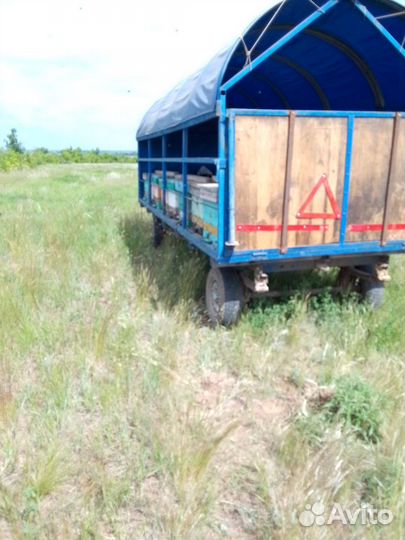 Продается пасека