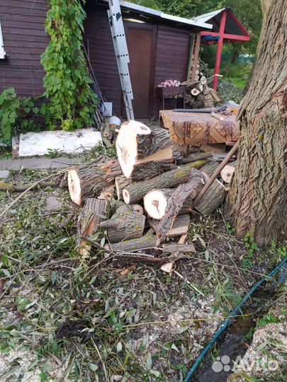 Спил деревьев