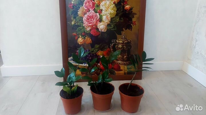 Замиокулькас (долларовое дерево) Драцена Маргината