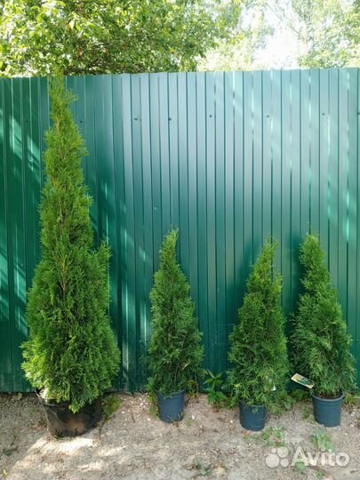 Продам пышные туи
