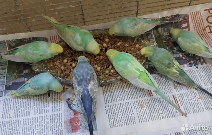Волнистые попугаи радужные, спенглы, опалины