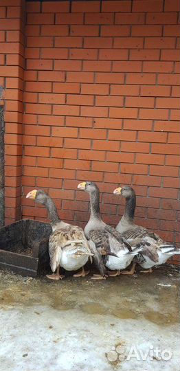 Холмогорские гуси