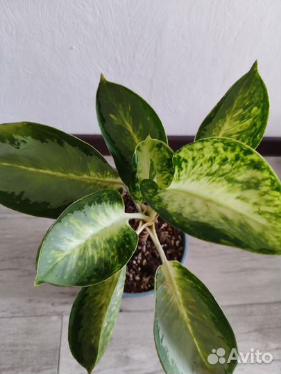 Аглаонема тайская Уши слона