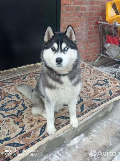 Молодой Персей