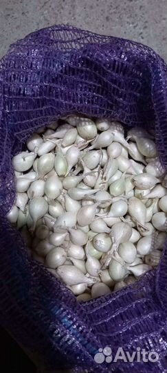 Лук севок. Штутгартер, стурон, кармен, белый орел