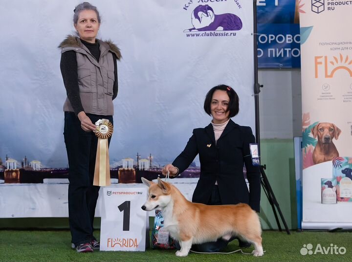 Вельш-корги пемброк вязка