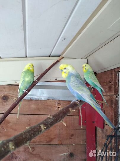 Волнистый попугай