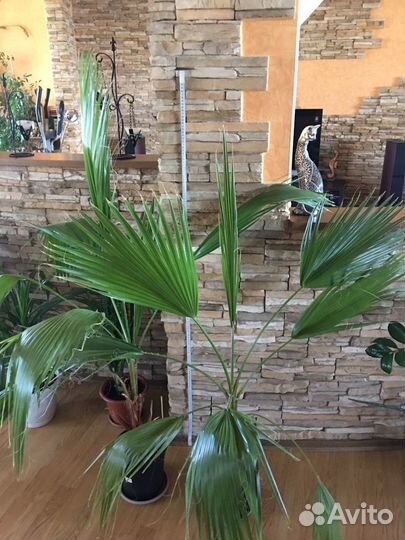 Пальмы Вашингтония Нитчатая
