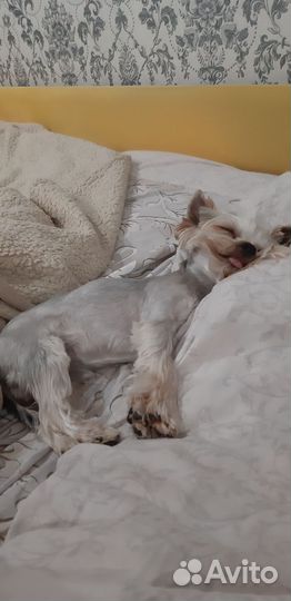 Йоркширский терьер вязка