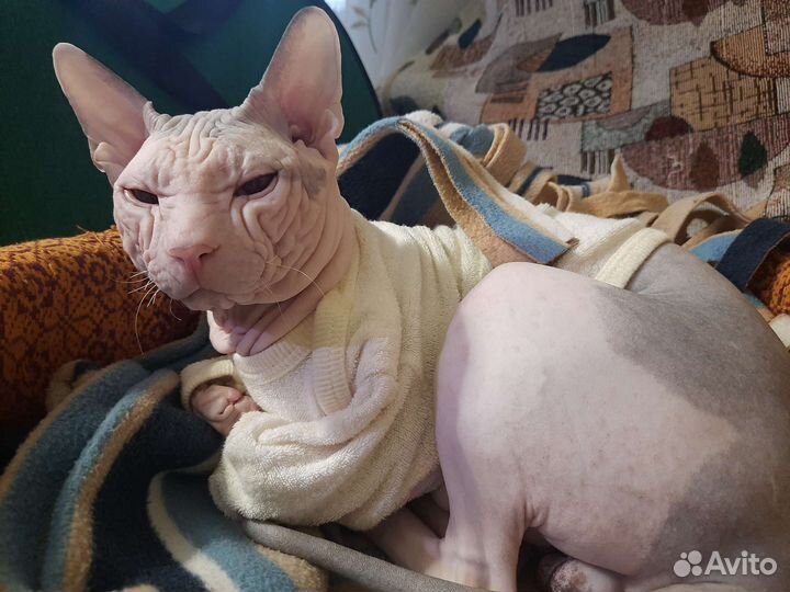 Донской сфинкс вязка