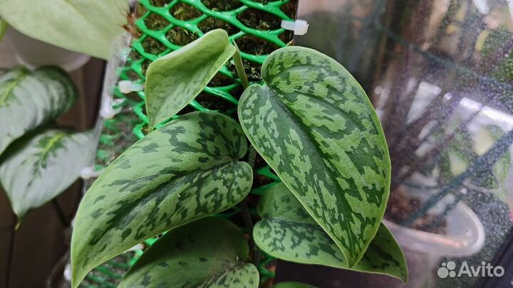 Сциндапсус Green army