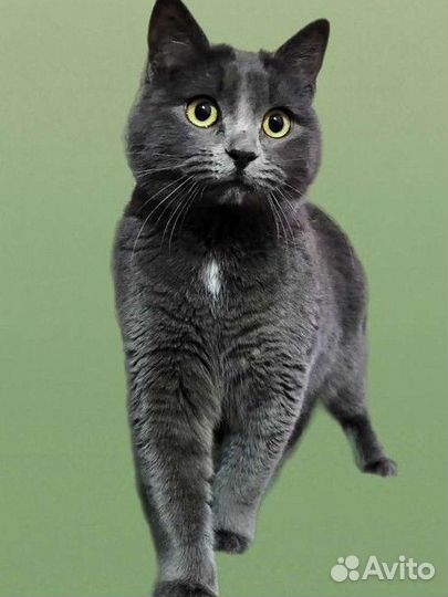 Дымок в добрые руки