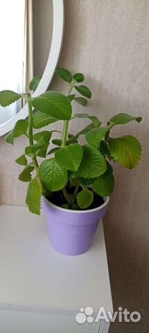 Плектрантус