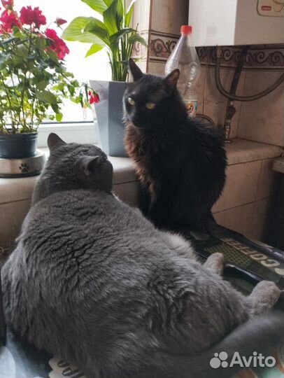 Коты в дар бесплатно