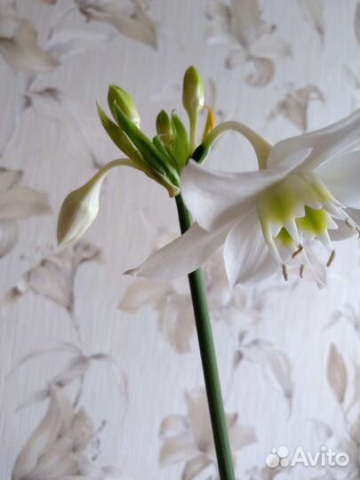 Эухарис амазонская лилия