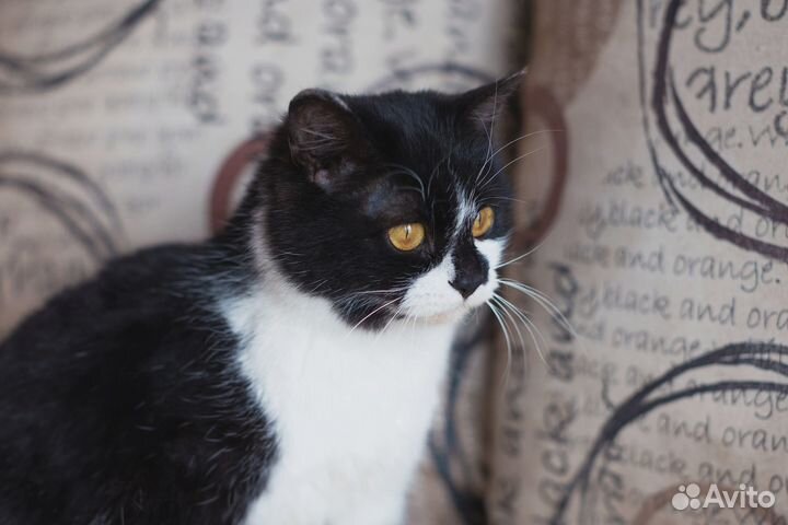 Черно белая кошка