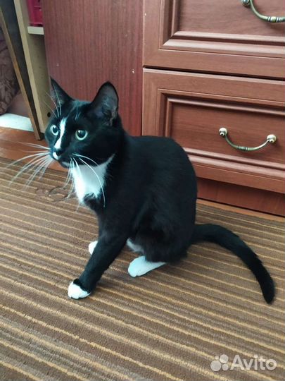 Кошка