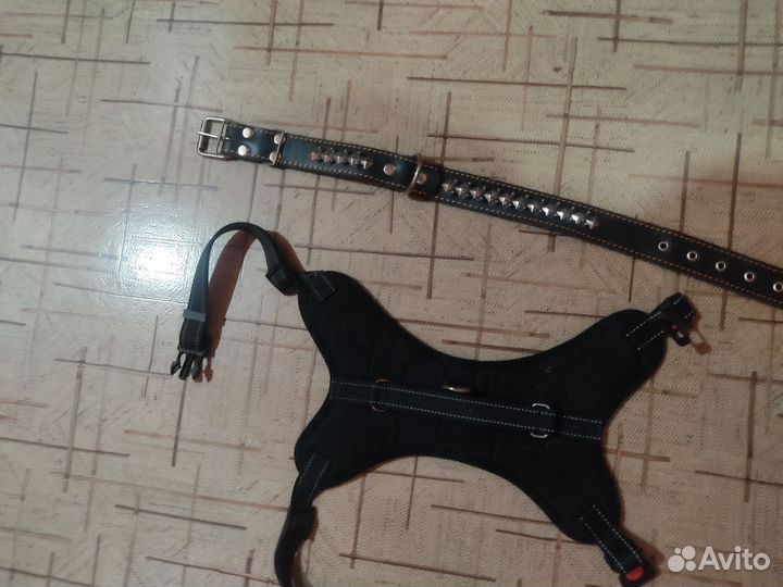 Ошейник, шлейка