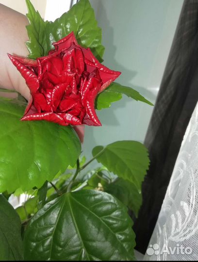 Большой комнатный цветок