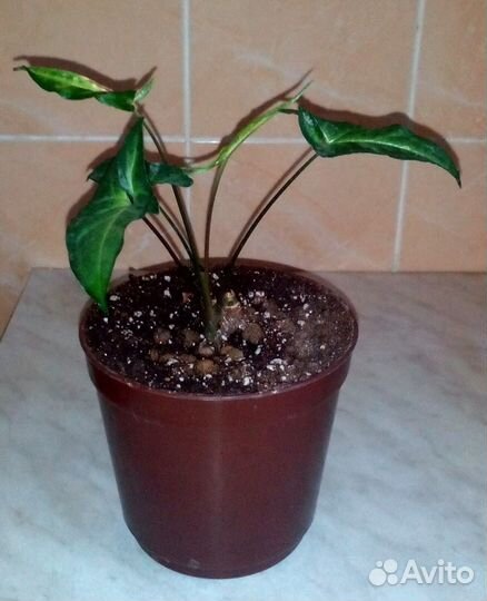 Сингониум,Кислица мартианская, джиаонгуланг