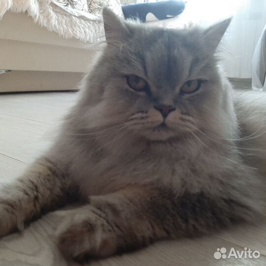 Кошечка ищет дом