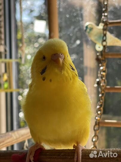 Птенцы волнистый попугай