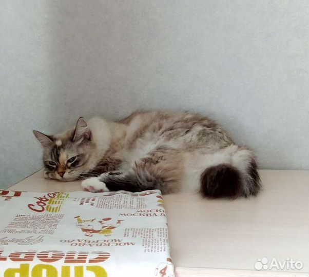 Кошка сама по себе