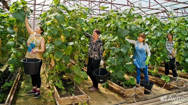 Упаковщик/Сборщик вахта