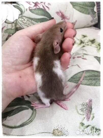 Шоколадные крысята Дамбо