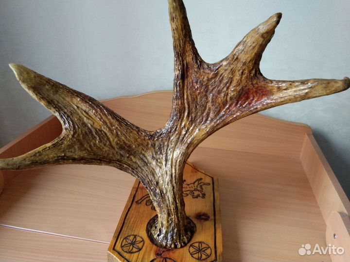 Продам рога лося