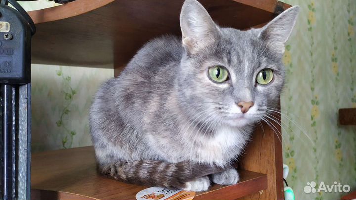 Обаятельная кошка в заботливые руки