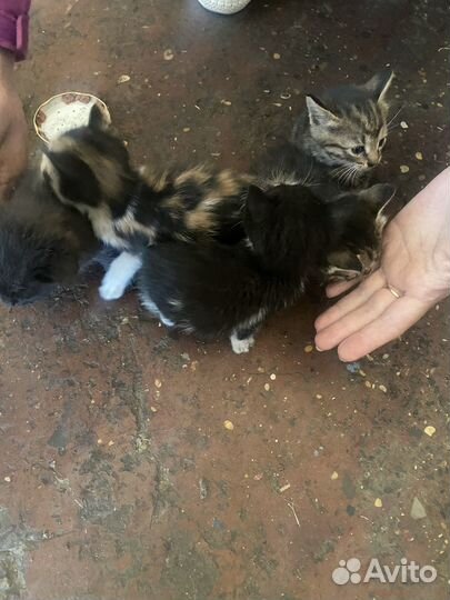Котята бесплатно