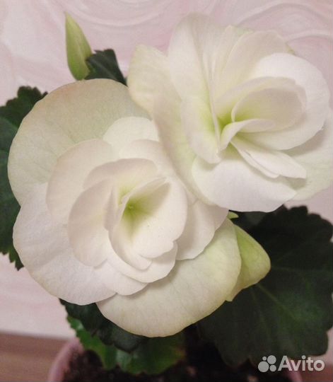 Бегония Элатиор