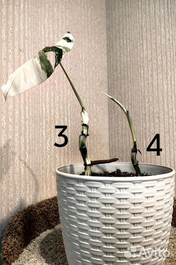 Монстера вариегатная